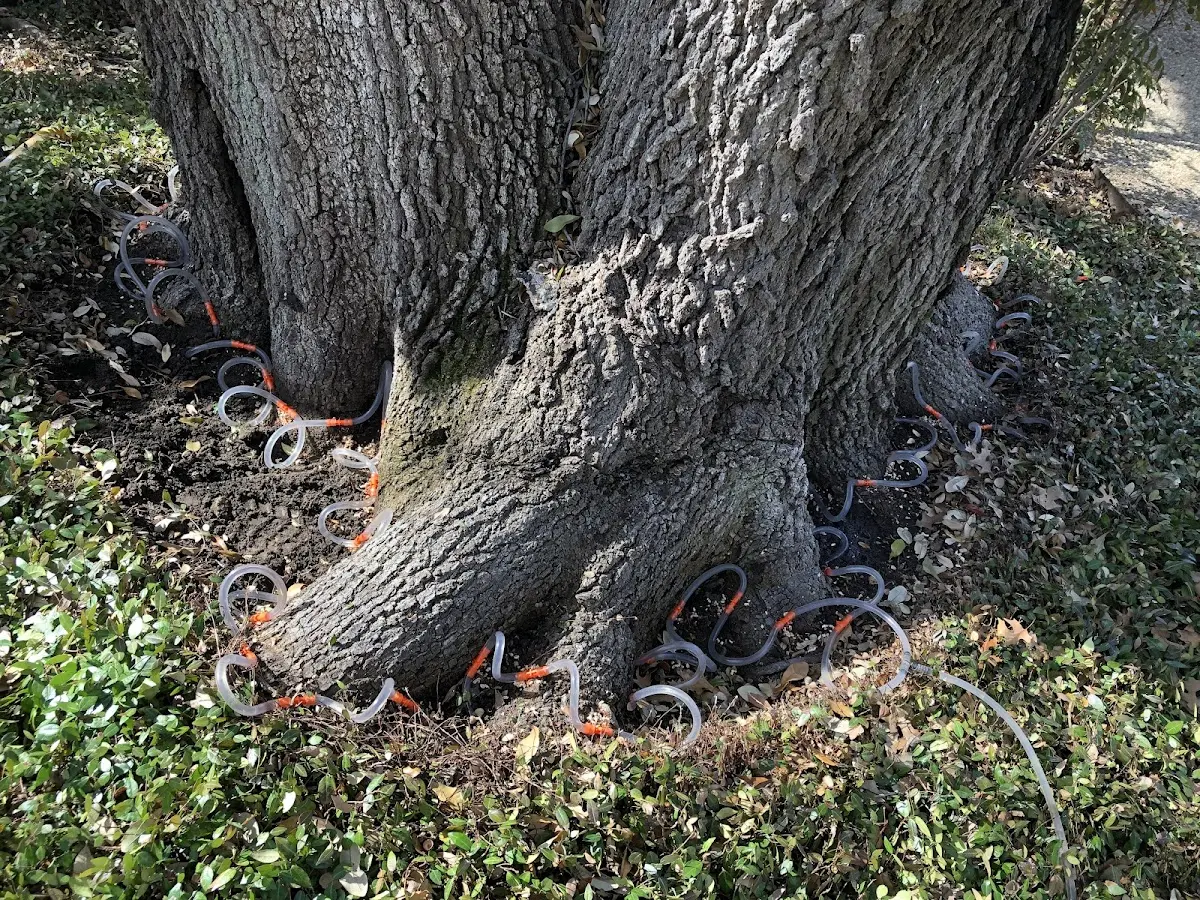 Detailed Tree Cabling and Bracing job site in Caroline