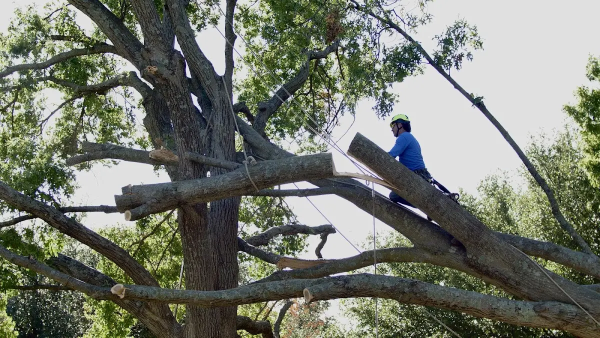 Professional Hazardous Tree Removal performed by certified arborists in Caroline